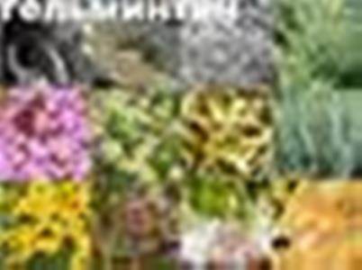 Глисты Текст